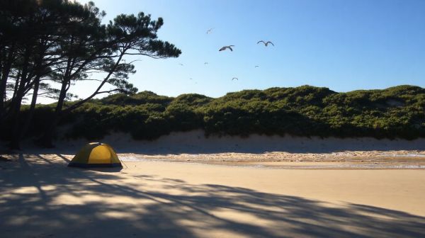 Pourquoi choisir l'île d'Oléron pour camper en 2026 ?